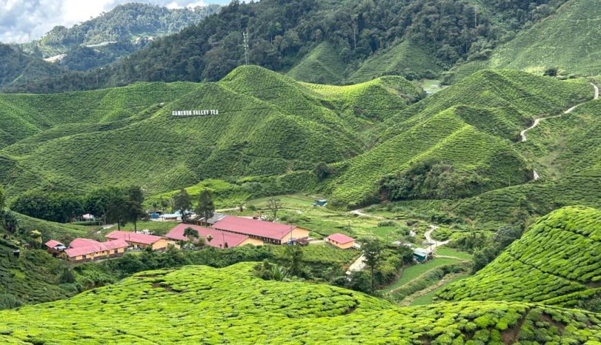 جولة في كاميرون هايلاند