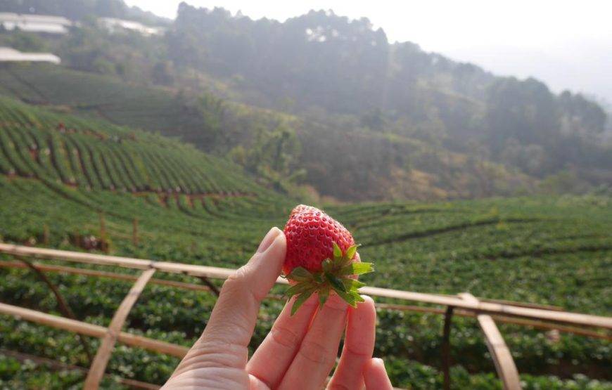 💍✨ عرض شهر عسل الأحلام في ماليزيا (13 يوماً / 12 ليلة)