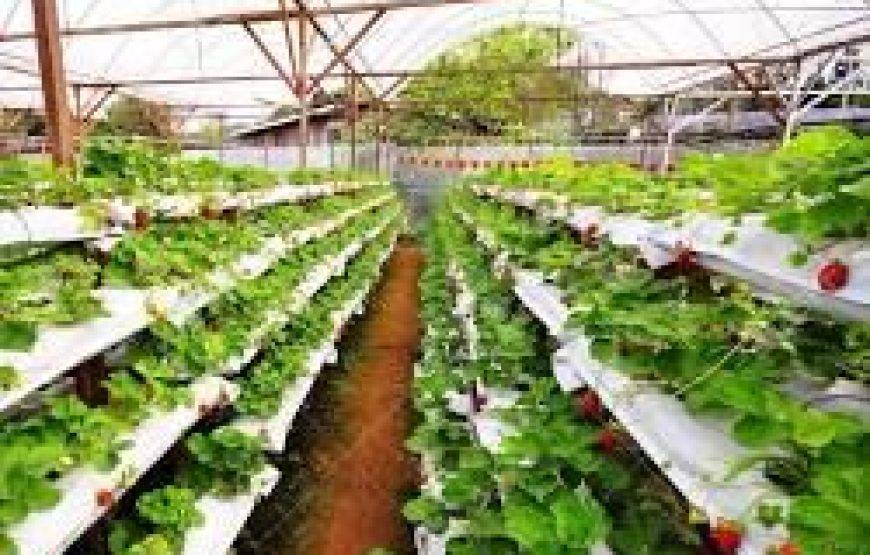 💍✨ عرض شهر عسل الأحلام في ماليزيا (13 يوماً / 12 ليلة)