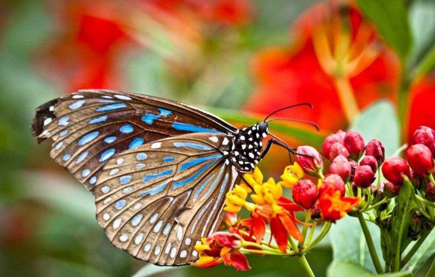 💍✨ عرض شهر عسل الأحلام في ماليزيا (13 يوماً / 12 ليلة)