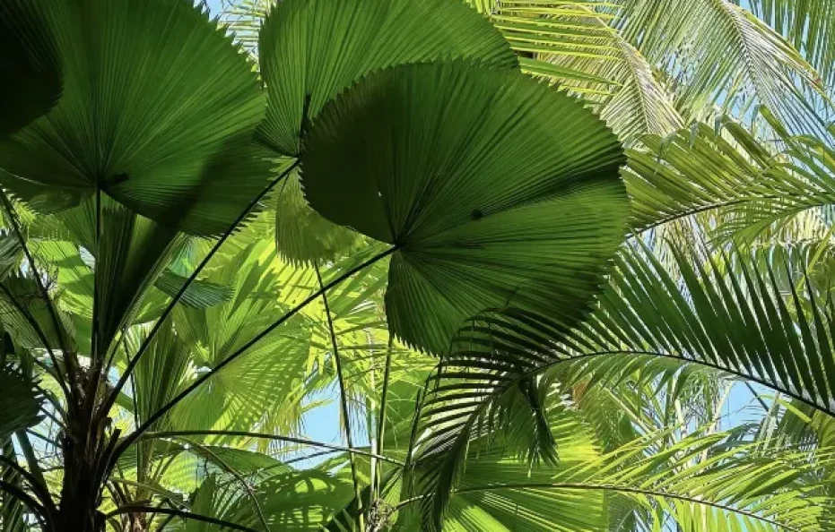 PARKROYAL Penang Resort