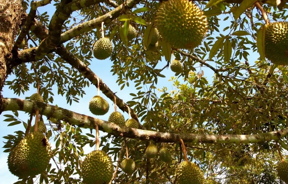 DoubleTree Resort by Hilton Penang