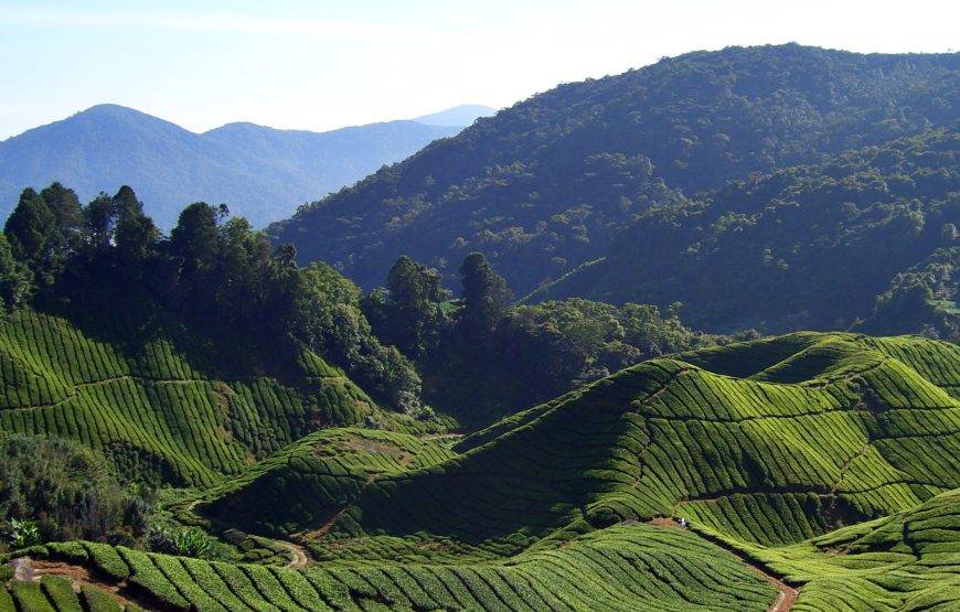 عرض العمر: شهر عسل ملكي في ماليزيا