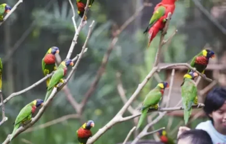 برنامج عائلي ماليزيا | 16 يوم | ترفيهي فاخر